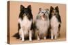 Shetland Sheepdog-null-Stretched Canvas