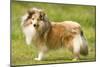 Shetland Sheepdog-null-Mounted Photographic Print