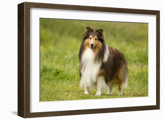 Shetland Sheepdog-null-Framed Photographic Print