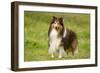 Shetland Sheepdog-null-Framed Photographic Print