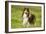 Shetland Sheepdog-null-Framed Photographic Print