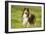 Shetland Sheepdog-null-Framed Photographic Print