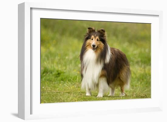 Shetland Sheepdog-null-Framed Photographic Print