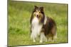 Shetland Sheepdog-null-Mounted Photographic Print