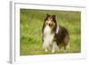 Shetland Sheepdog-null-Framed Photographic Print