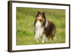 Shetland Sheepdog-null-Framed Photographic Print