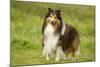 Shetland Sheepdog-null-Mounted Photographic Print