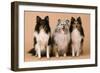 Shetland Sheepdog-null-Framed Photographic Print