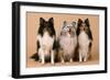 Shetland Sheepdog-null-Framed Photographic Print