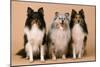 Shetland Sheepdog-null-Mounted Photographic Print