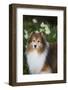 Shetland Sheepdog-Lynn M^ Stone-Framed Photographic Print