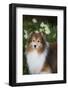 Shetland Sheepdog-Lynn M^ Stone-Framed Photographic Print