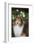 Shetland Sheepdog-Lynn M^ Stone-Framed Photographic Print