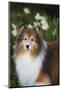 Shetland Sheepdog-Lynn M^ Stone-Mounted Photographic Print