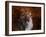 Shetland Sheepdog-Jai Johnson-Framed Giclee Print