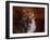 Shetland Sheepdog-Jai Johnson-Framed Giclee Print