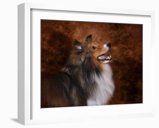 Shetland Sheepdog-Jai Johnson-Framed Giclee Print