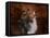 Shetland Sheepdog-Jai Johnson-Framed Stretched Canvas