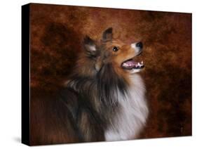 Shetland Sheepdog-Jai Johnson-Stretched Canvas