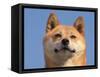 Shiba Inu Portrait-Adriano Bacchella-Framed Stretched Canvas