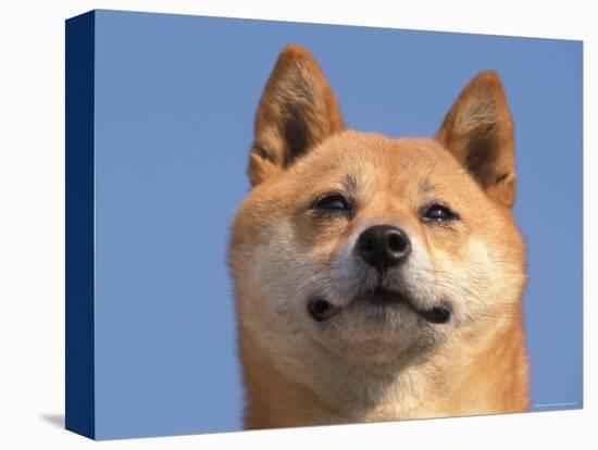 Shiba Inu Portrait-Adriano Bacchella-Stretched Canvas