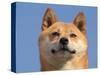 Shiba Inu Portrait-Adriano Bacchella-Stretched Canvas