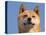 Shiba Inu Portrait-Adriano Bacchella-Stretched Canvas