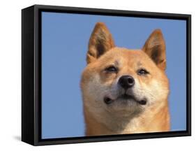 Shiba Inu Portrait-Adriano Bacchella-Framed Stretched Canvas