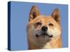 Shiba Inu Portrait-Adriano Bacchella-Stretched Canvas