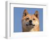 Shiba Inu Portrait-Adriano Bacchella-Framed Premium Photographic Print