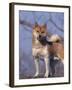 Shiba Inu Portrait-Adriano Bacchella-Framed Photographic Print