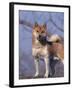 Shiba Inu Portrait-Adriano Bacchella-Framed Photographic Print