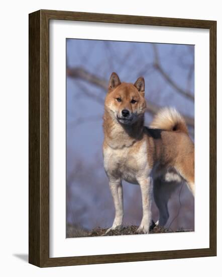 Shiba Inu Portrait-Adriano Bacchella-Framed Photographic Print