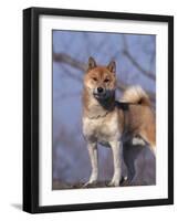 Shiba Inu Portrait-Adriano Bacchella-Framed Photographic Print