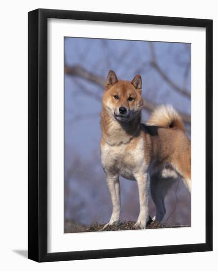 Shiba Inu Portrait-Adriano Bacchella-Framed Photographic Print