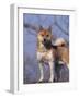 Shiba Inu Portrait-Adriano Bacchella-Framed Photographic Print