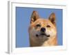 Shiba Inu Portrait-Adriano Bacchella-Framed Photographic Print