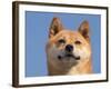 Shiba Inu Portrait-Adriano Bacchella-Framed Photographic Print