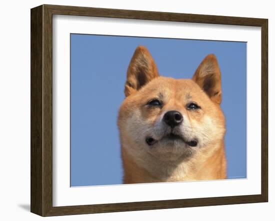 Shiba Inu Portrait-Adriano Bacchella-Framed Photographic Print