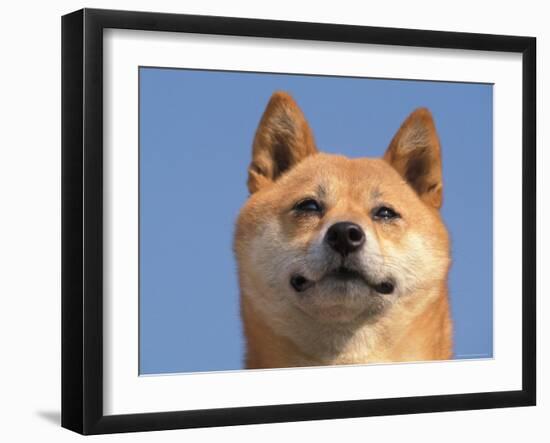 Shiba Inu Portrait-Adriano Bacchella-Framed Photographic Print