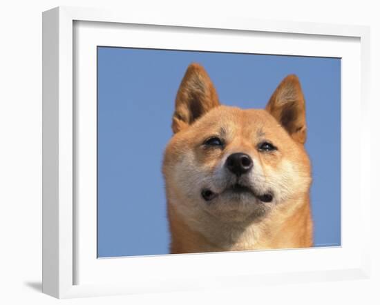 Shiba Inu Portrait-Adriano Bacchella-Framed Photographic Print