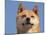 Shiba Inu Portrait-Adriano Bacchella-Mounted Photographic Print