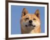 Shiba Inu Portrait-Adriano Bacchella-Framed Photographic Print