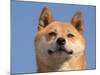 Shiba Inu Portrait-Adriano Bacchella-Mounted Photographic Print