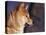 Shiba Inu Profile-Adriano Bacchella-Stretched Canvas