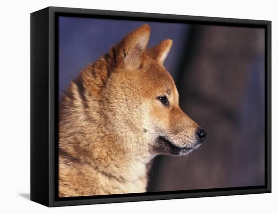 Shiba Inu Profile-Adriano Bacchella-Framed Stretched Canvas