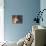 Shiba Inu Profile-Adriano Bacchella-Stretched Canvas displayed on a wall
