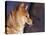 Shiba Inu Profile-Adriano Bacchella-Stretched Canvas