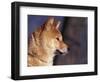 Shiba Inu Profile-Adriano Bacchella-Framed Premium Photographic Print