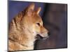 Shiba Inu Profile-Adriano Bacchella-Mounted Premium Photographic Print